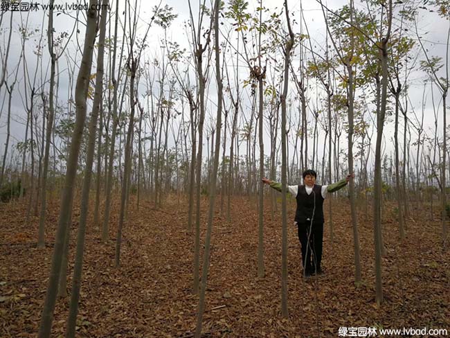5公分6公分7公分8公分<a href='http://www.zishuwang.com.cn/linmuzhongzi/1710.html' target='_blank'>欒樹</a>種植基地