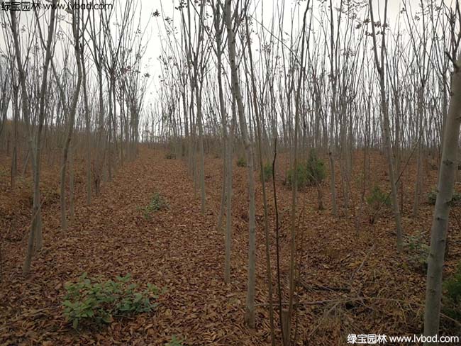 江蘇沭陽<a href='http://www.zishuwang.com.cn/linmuzhongzi/1745.html' target='_blank'>黃山欒樹</a>種植基地