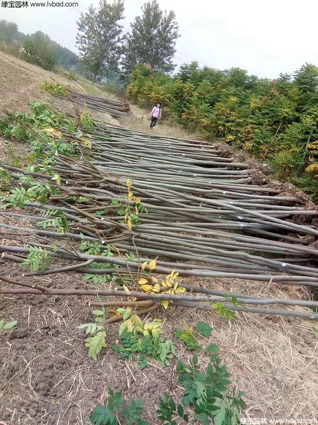 欒樹種植基地實拍圖片