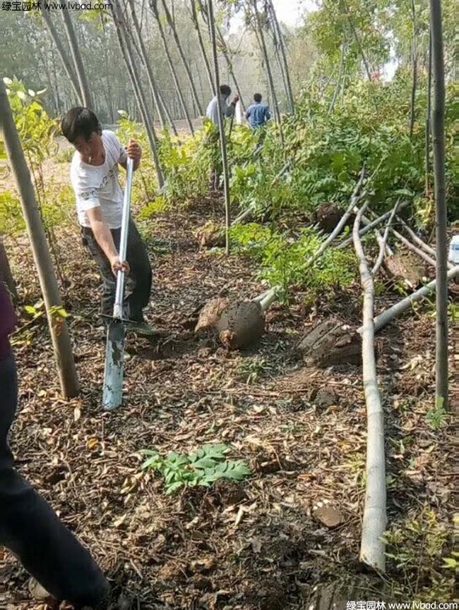 欒樹種植基地實拍圖片