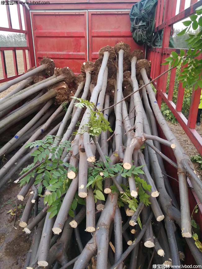 欒樹種植基地實拍圖片