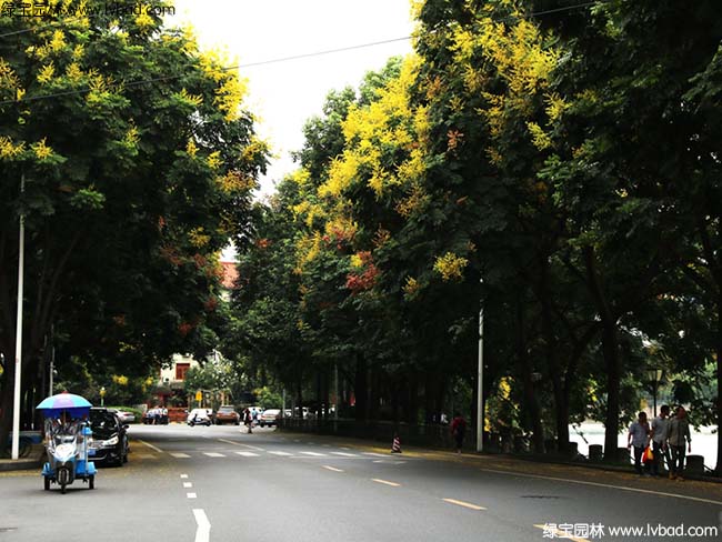 園林綠化欒樹效果圖片道路實拍