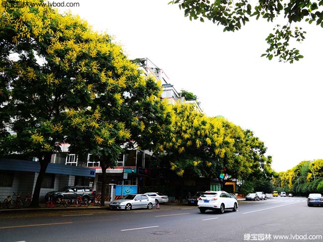 園林綠化欒樹效果圖片道路實拍