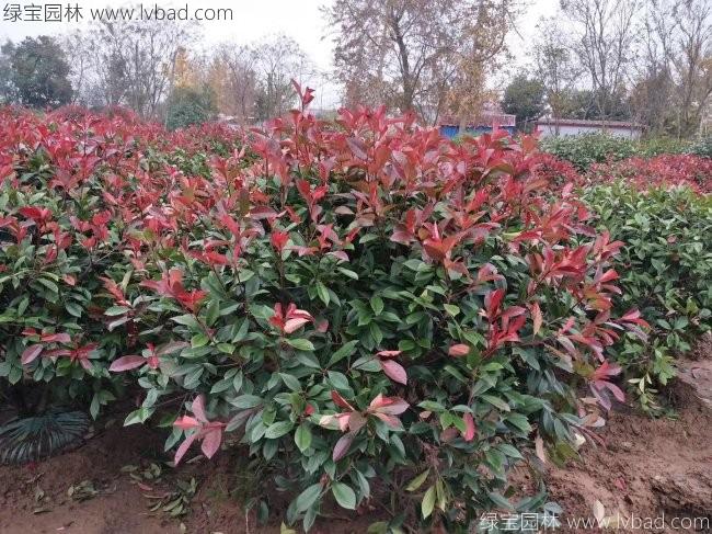 <a href='http://www.zishuwang.com.cn/linmuzhongzi/1747.html' target='_blank'>紅葉石楠</a>球