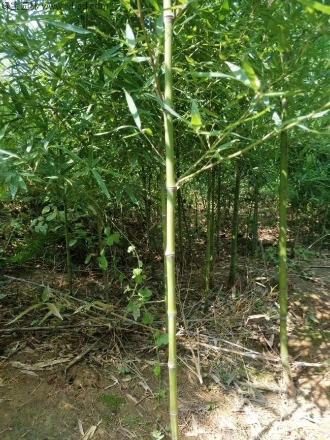 <a href='http://www.zishuwang.com.cn/zhumiaozhuzi/3459.html' target='_blank'>翠竹</a>