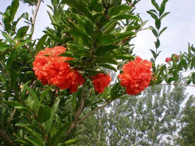 <a href='http://www.zishuwang.com.cn/xingdaoshu/3364.html' target='_blank'>石榴樹</a>