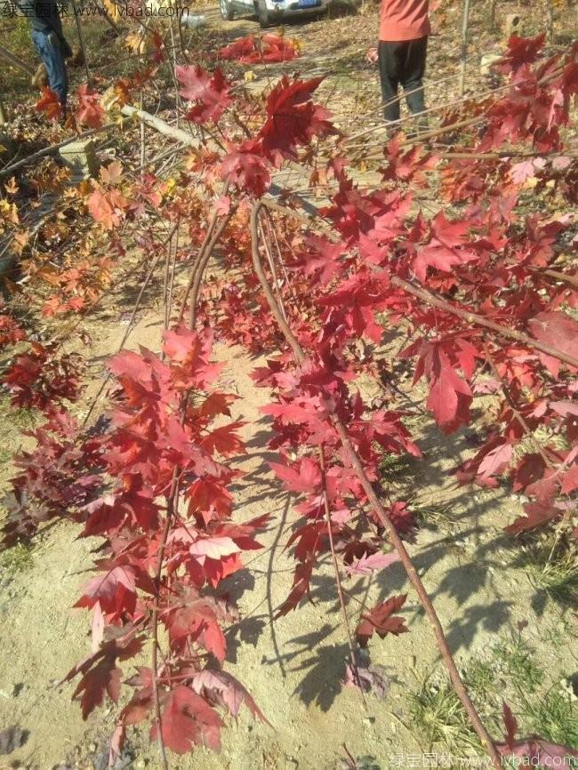 美國<a href='http://www.zishuwang.com.cn/linmuzhongzi/1706.html' target='_blank'>紅楓</a>