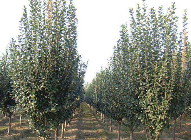 <a href='http://www.zishuwang.com.cn/xiaoqiaomu/3555.html' target='_blank'>西府海棠</a>樹葉