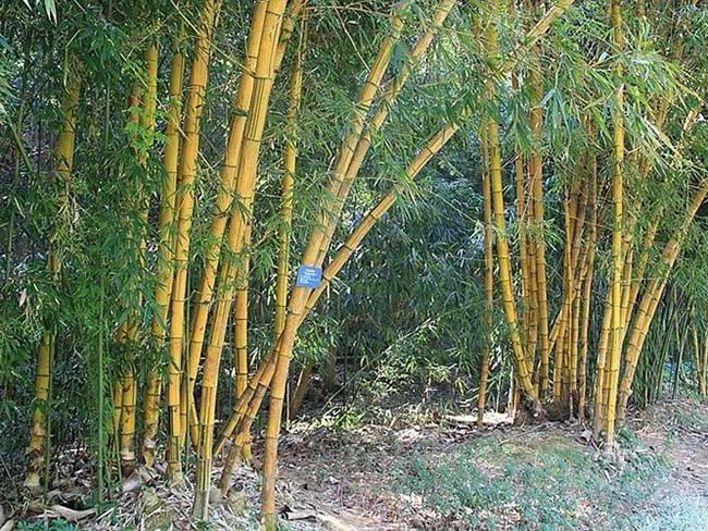 <a href='http://www.zishuwang.com.cn/zhumiaozhuzi/3443.html' target='_blank'>黃槽竹</a>