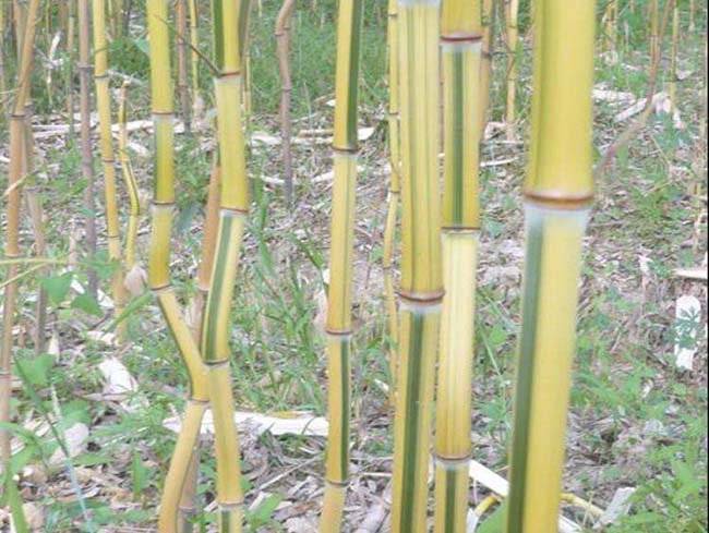 <a href='http://www.zishuwang.com.cn/zhumiaozhuzi/3448.html' target='_blank'>金鑲玉竹</a>