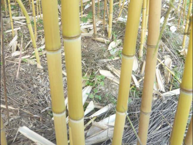 金鑲<a href='http://www.zishuwang.com.cn/linmuzhongzi/2254.html' target='_blank'>玉竹</a>