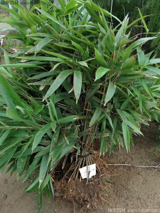 <a href='http://www.zishuwang.com.cn/zhumiaozhuzi/3450.html' target='_blank'>箬竹</a>