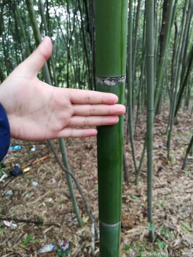 <a href='http://www.zishuwang.com.cn/linmuzhongzi/2256.html' target='_blank'>楠竹</a>