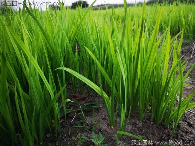 水<a href='http://www.zishuwang.com.cn/caohuazhongzi/1029.html' target='_blank'>菖蒲</a>