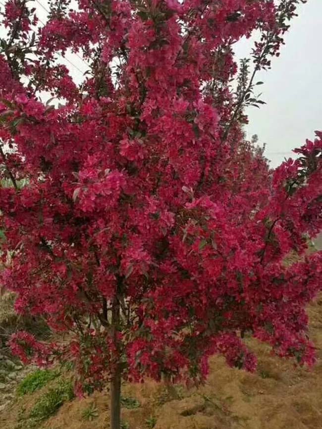 <a href='http://www.zishuwang.com.cn/xiaoqiaomu/3535.html' target='_blank'>北美海棠</a>