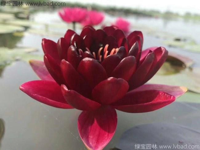 <a href='http://www.zishuwang.com.cn/shuishengshuicao/3439.html' target='_blank'>荷花種苗</a>