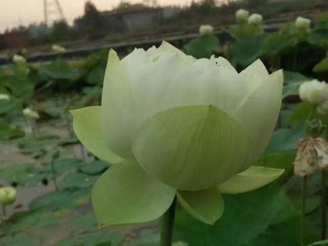 <a href='http://www.zishuwang.com.cn/shuishengshuicao/5941.html' target='_blank'>蓮藕苗</a>