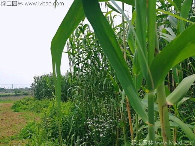 <a href='http://www.zishuwang.com.cn/shuicaozhongzi/1587.html' target='_blank'>蘆葦</a>