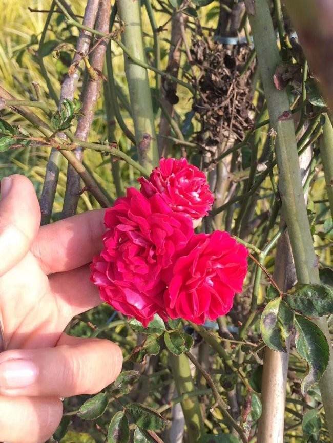 <a href='http://www.zishuwang.com.cn/linmuzhongzi/1702.html' target='_blank'>薔薇</a>花