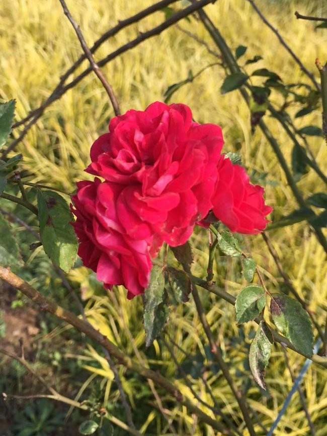 <a href='http://www.zishuwang.com.cn/tengbenpanyuanzhiwu/3421.html' target='_blank'>薔薇花</a>