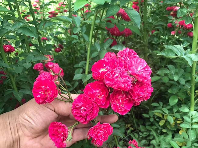 <a href='http://www.zishuwang.com.cn/linmuzhongzi/1702.html' target='_blank'>薔薇</a>花