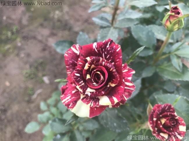 歐月<a href='http://www.zishuwang.com.cn/linmuzhongzi/1700.html' target='_blank'>月季花</a>苗