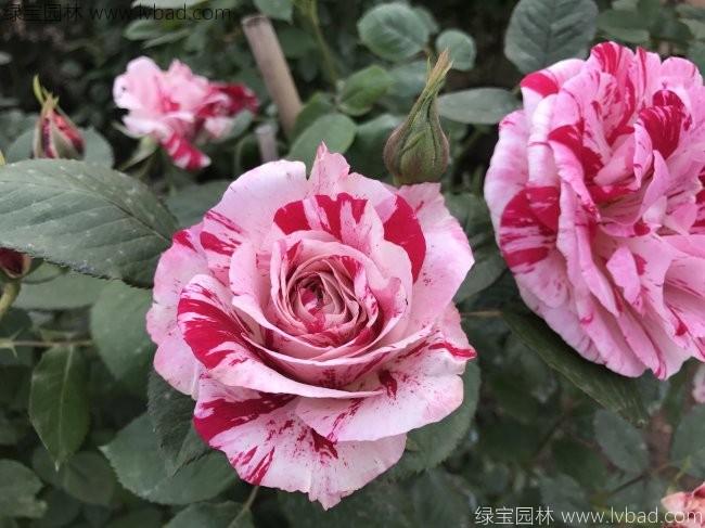 歐月<a href='http://www.zishuwang.com.cn/tengbenpanyuanzhiwu/3570.html' target='_blank'>月季</a>花苗