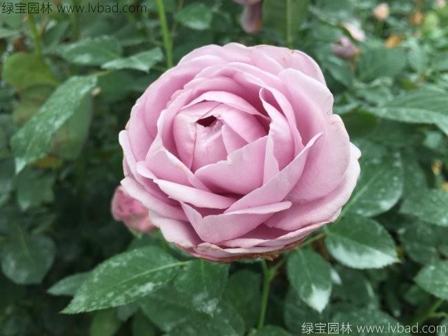 <a href='http://www.zishuwang.com.cn/linmuzhongzi/1700.html' target='_blank'>月季花</a>