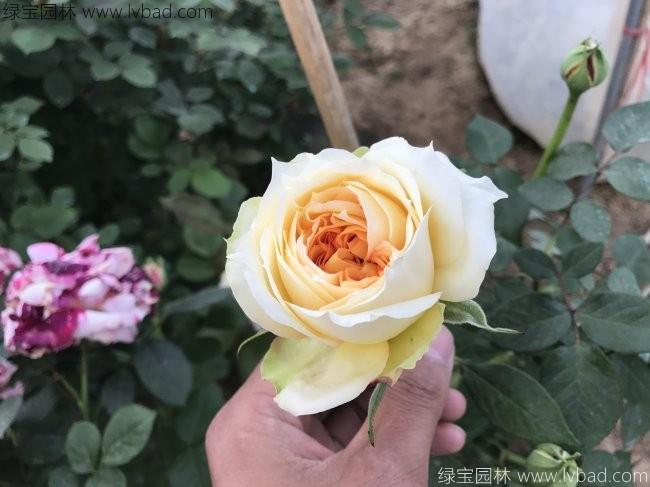 <a href='http://www.zishuwang.com.cn/tengbenpanyuanzhiwu/3570.html' target='_blank'>月季</a>花