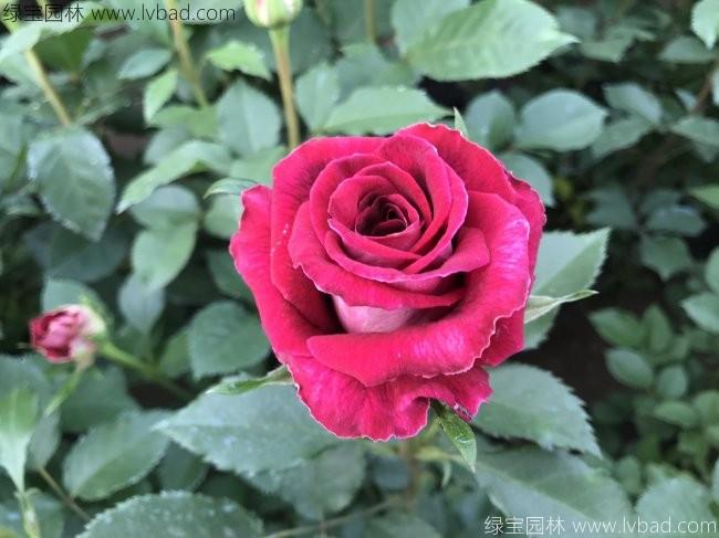 <a href='http://www.zishuwang.com.cn/tengbenpanyuanzhiwu/3570.html' target='_blank'>月季</a>花