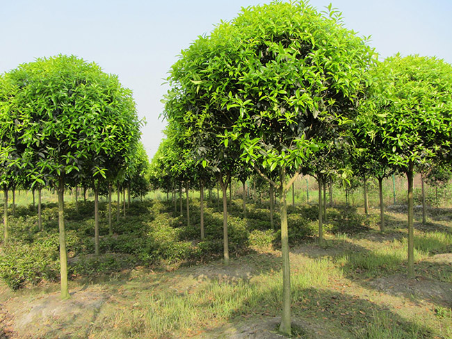 <a href='http://www.zishuwang.com.cn/linmuzhongzi/1768.html' target='_blank'>桂花</a>樹