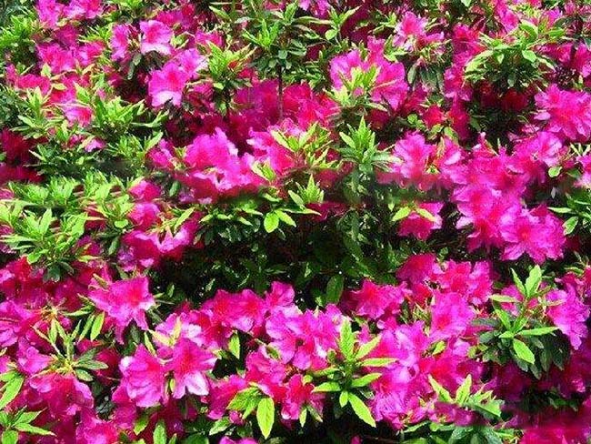 <a href='http://www.zishuwang.com.cn/dibeiguanmu/3572.html' target='_blank'>杜鵑花</a>苗