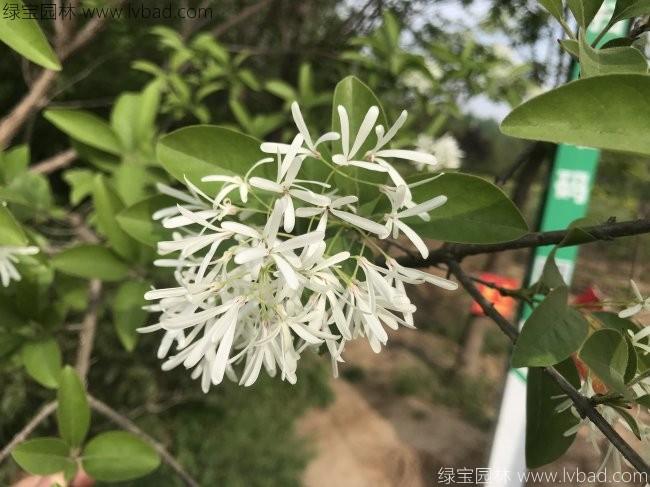 <a href='http://www.zishuwang.com.cn/linmuzhongzi/1846.html' target='_blank'>流蘇</a>樹(shù)