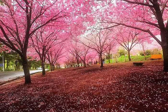 日本<a href='http://www.zishuwang.com.cn/linmuzhongzi/1777.html' target='_blank'>櫻花</a>