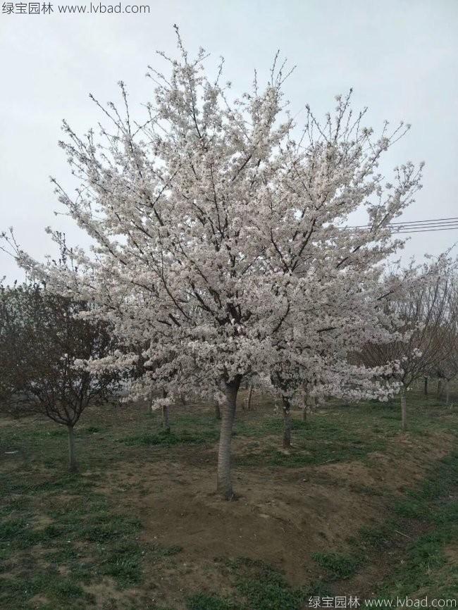 <a href='http://www.zishuwang.com.cn/xiaoqiaomu/3536.html' target='_blank'>日本櫻花</a>