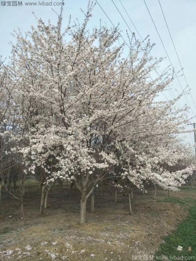 日本<a href='http://www.zishuwang.com.cn/linmuzhongzi/1777.html' target='_blank'>櫻花</a>