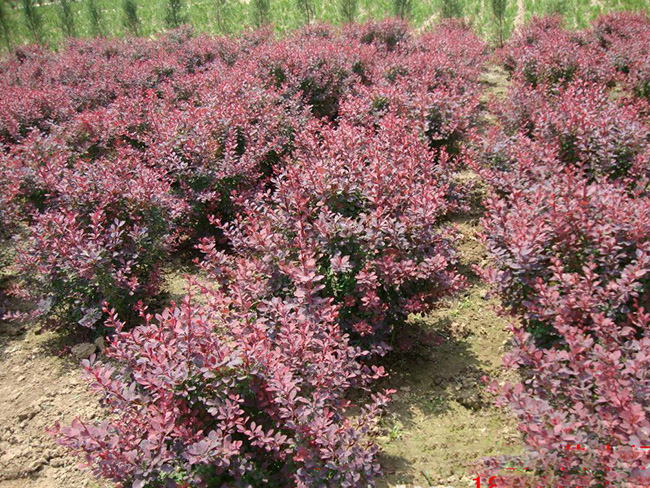 <a href='http://www.zishuwang.com.cn/linmuzhongzi/1753.html' target='_blank'>紅葉小檗</a>球
