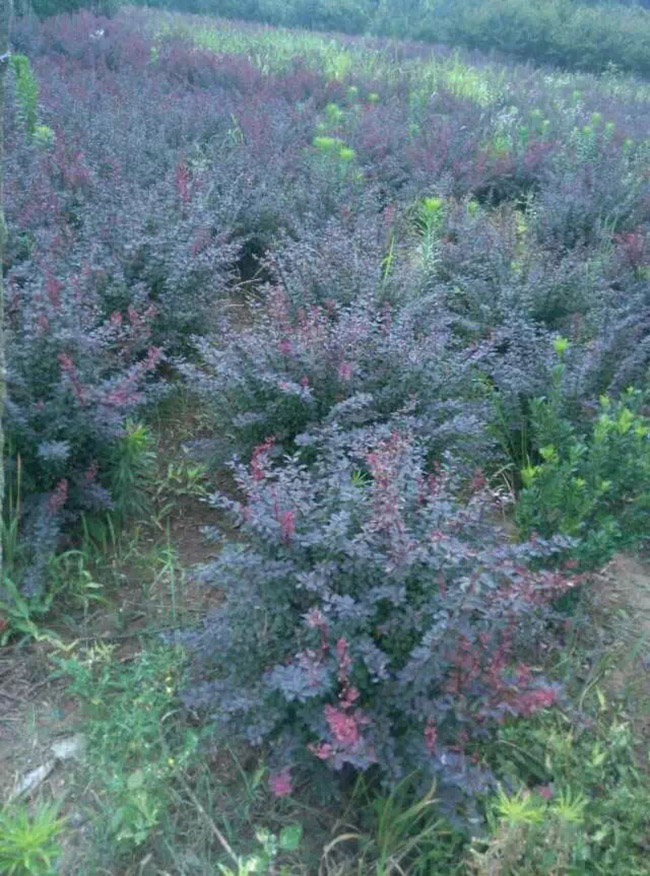 <a href='http://www.zishuwang.com.cn/linmuzhongzi/1753.html' target='_blank'>紅葉小檗</a>球