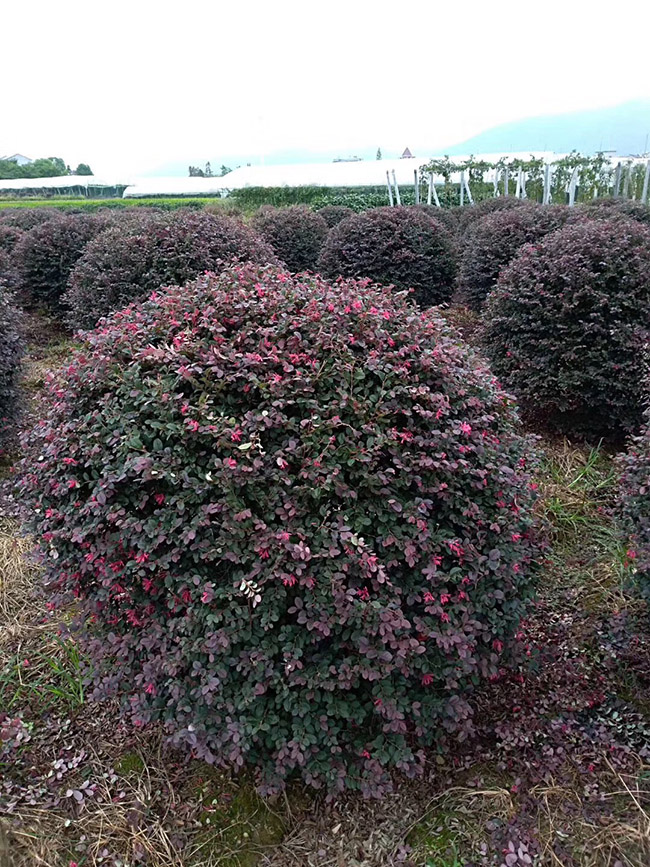 <a href='http://www.zishuwang.com.cn/dibeiguanmu/9770.html' target='_blank'>紅花繼木</a>球