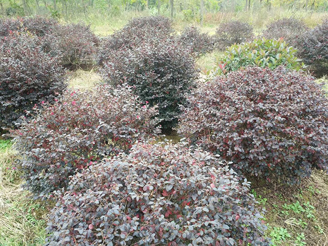 <a href='http://www.zishuwang.com.cn/yaocaizhongzi/2335.html' target='_blank'>紅花</a>繼木球