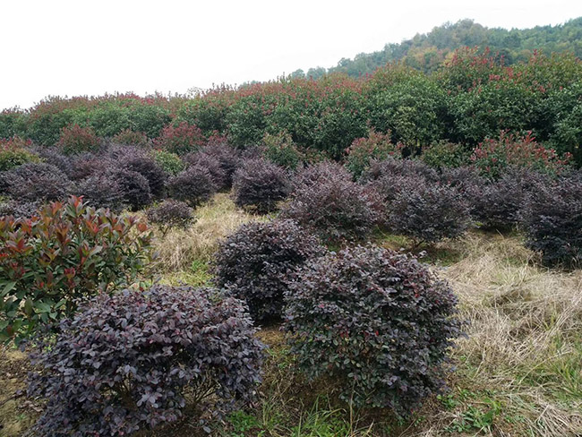 <a href='http://www.zishuwang.com.cn/dibeiguanmu/9770.html' target='_blank'>紅花繼木</a>球