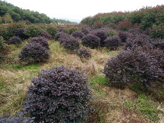 <a href='http://www.zishuwang.com.cn/qiuleizhiwu/3507.html' target='_blank'>紅花繼木球</a>