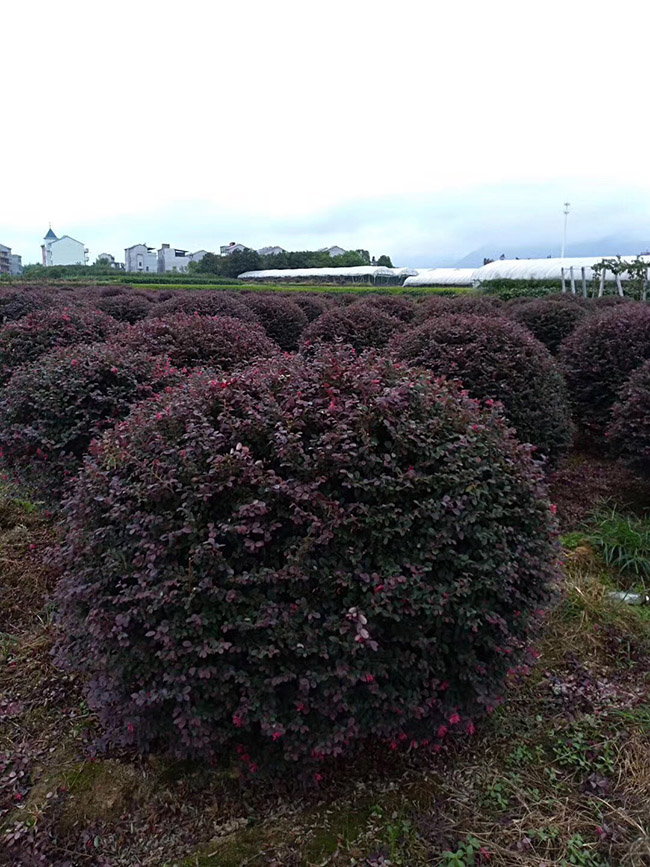 <a href='http://www.zishuwang.com.cn/yaocaizhongzi/2335.html' target='_blank'>紅花</a>繼木球