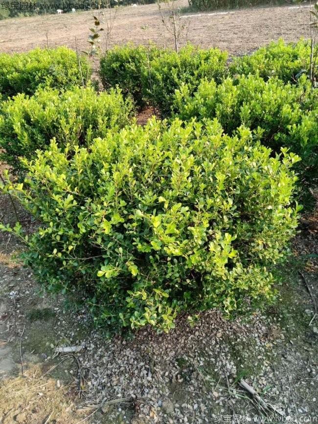 <a href='http://www.zishuwang.com.cn/linmuzhongzi/2215.html' target='_blank'>瓜子黃楊</a>球