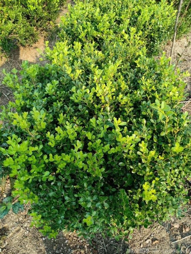 <a href='http://www.zishuwang.com.cn/linmuzhongzi/1764.html' target='_blank'>小葉黃楊</a>球