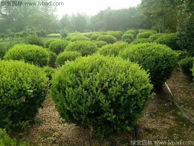 <a href='http://www.zishuwang.com.cn/qiuleizhiwu/3499.html' target='_blank'>小葉黃楊球</a>