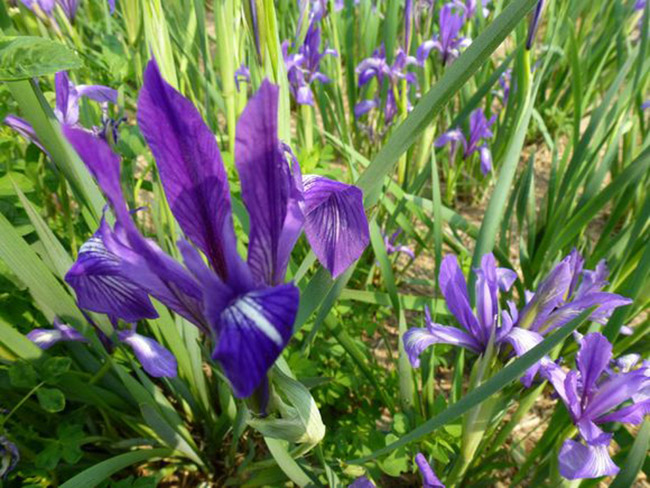 <a href='http://www.zishuwang.com.cn/caobenzhiwu/3383.html' target='_blank'>馬蘭花</a>