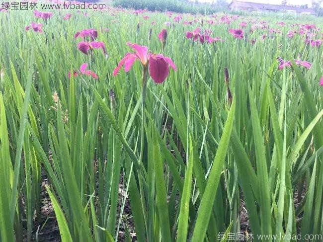 水生<a href='http://www.zishuwang.com.cn/caohuazhongzi/1578.html' target='_blank'>鳶尾</a>