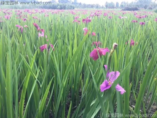 德國<a href='http://www.zishuwang.com.cn/caohuazhongzi/1578.html' target='_blank'>鳶尾</a>