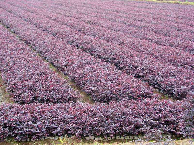 <a href='http://www.zishuwang.com.cn/dibeiguanmu/9770.html' target='_blank'>紅花繼木</a>